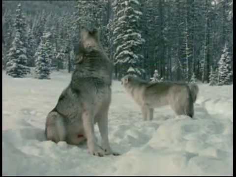 Видео: Караоке В.Высоцкий   Охота на волков