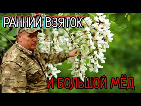 Видео: КУРСЫ ДЛЯ НАЧИНАЮЩИХ РАННИЙ МЁД