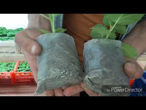 Видео: Павловния  пикировка в стаканчики,  обзор теплого питомника.