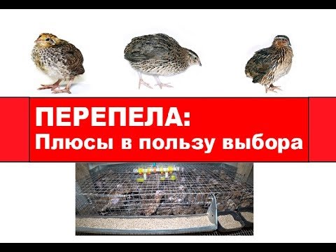 Видео: Перепела: Плюсы в пользу выбора