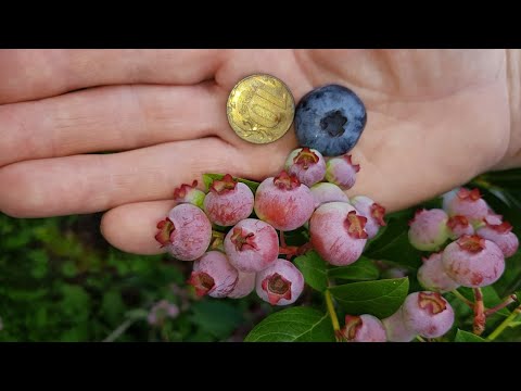 Видео: Голубика Чандлер в Подмосковье. ТопСад.