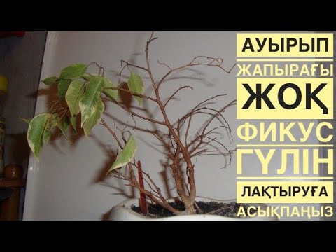 Видео: ФИКУС БЕНДЖАМИНА дым ЖАПЫРАҚСЫЗ қалса не істеу керек❓❓❓