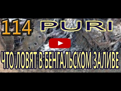 Видео: Что ловят в Бенгальском заливе. Утро на берегу. Хороший улов. Рыба. Крабы. Индия. Пури.