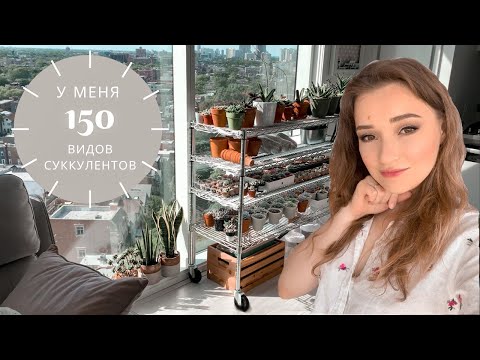 Видео: Моя коллекция суккулентов | Обзор