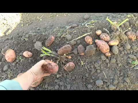 Видео: Копка картофеля 2022  начало