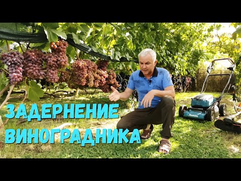 Видео: Задернение виноградника выбор подвоя.
