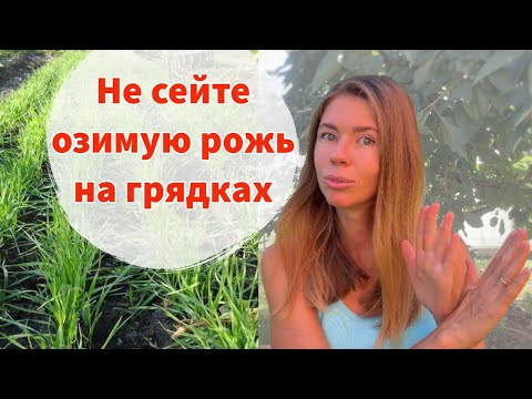 Видео: Не сейте рожь в качестве сидерата, пока не посмотрите это видео