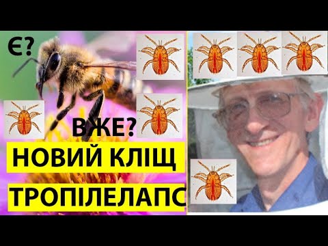 Видео: НОВИЙ ШКІДНИК БДЖІЛ, КЛІЩ ТРОПІЛЕЛАПС. NEW PEST OF HONEYBEES, MITE TROPILAELAPS. #энтомология