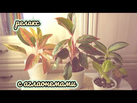 Видео: аглаонемы/обзор моих аглаонем #аглаонема #аглаонемы #обзорцветов #plants #цветы #aglaonema