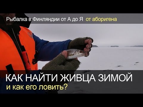 Видео: Как найти живца зимой и как его ловить?