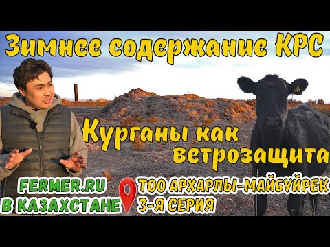 Видео: Клеточное содержание Ангусов. Стойла где? Кормушки не нужны? Поение коров зимой. Выпас в минус 40
