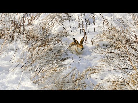 Видео: Охота на зайца. ТАКОЕ В ПЕРВЫЙ РАЗ. Тропление зайца по первому снегу.