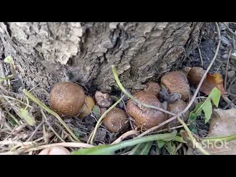 Видео: Дрова зараз дорогі - гріємось старою підлогою.  Збираю опеньки у садку кожного року. 