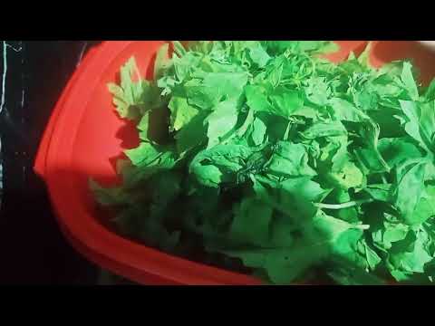 Видео: ДЕНЬ КУЛИНАРИИ