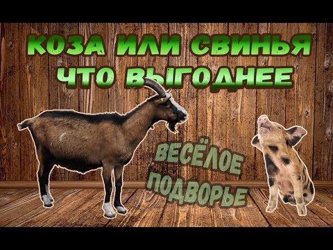 Видео: Козы или свиньи?! Что выгодней содержать для семейного бизнеса.