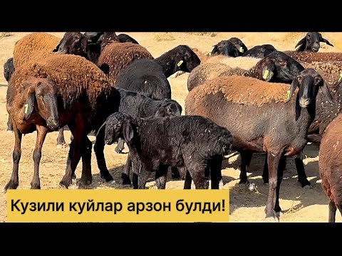 Видео: Кузили хиссори куйлар арзон булди! 944659797☎️ 978539798☎️
