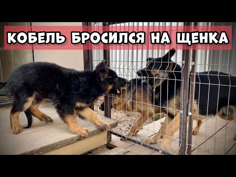 Видео: ПЕРВЫЙ ВЫГУЛ ЩЕНКА САМЫЙ СТРАШНЫЙ