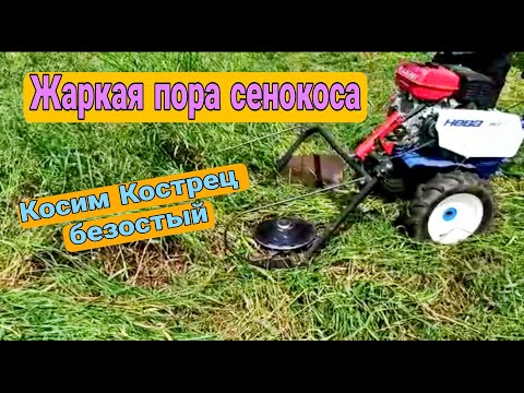 Видео: Жаркая пора сенокоса. Косим Кострец безостый.