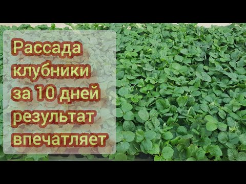 Видео: Самый быстрый способ вырастить рассаду клубники, весь процесс от А до Я