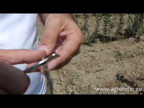 Видео: Процесс Т - образного способа привики