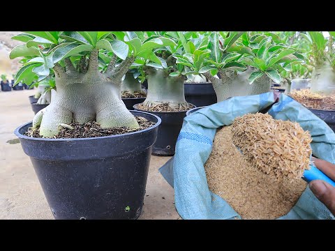 Видео: Преимущества сырой рисовой шелухи в среде для посадки адениума. (субтитры) Роза пустыни Бонсай
