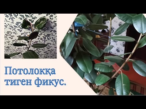 Видео: Фикус гүлін потолокқа дейін өсіру.Күтімімен бөлісу.Өте үлкен гүл етіп өсіру.