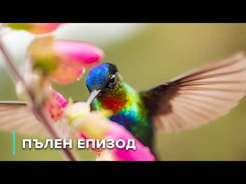 Видео: Колумбия в полет: Дневниците на колибрито | Дивата природа на Колумбия 102