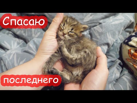 Видео: VLOG У Мурки умерли котята