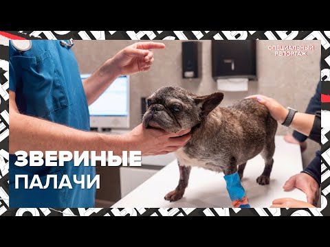 Видео: ВЕТЕРИНАРЫ БЕЗ ДИПЛОМА | Как они получают работу? | Смерть животных | Специальный репортаж