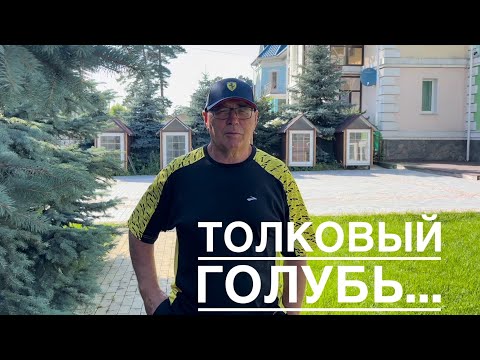 Видео: Толковый голубь..