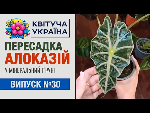 Видео: Алоказія: догляд, огляд сортів, пересадка у мінеральний ґрунт. Кімнатні рослини