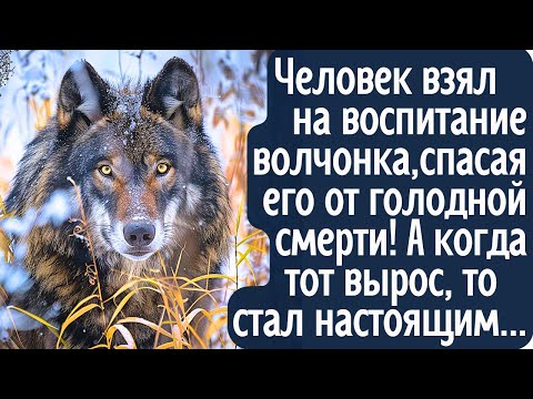 Видео: Человек взял на воспитание волчонка спасая от голодной смерти. А когда тот вырос, то стал настоящим