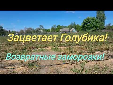Видео: Цветёт Голубика садовая.-Возвратные заморозки 27 апреля.