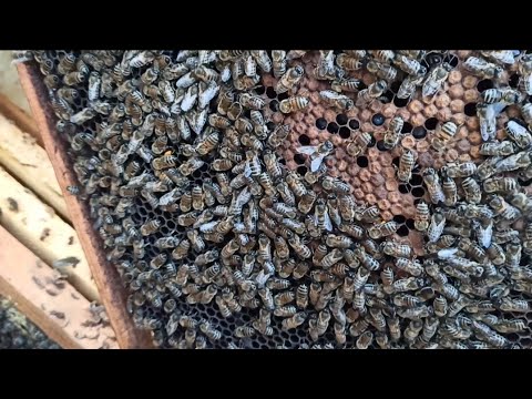 Видео: ПЧЁЛЫ 🐝🐝. ПОЗДНИЙ РАСПЛОД У ПЧЁЛ ОСЕНЬЮ ЧТО ДЕЛАТЬ?