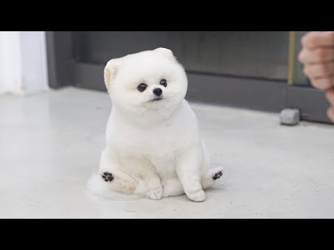 Видео: Ты пытаешься соблазнить меня?