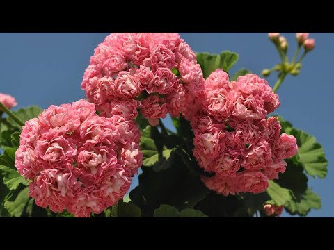 Видео: РАЗБУДИТЕ ГЕРАНЬ ВЕСНОЙ и она ВМИГ ЗАЦВЕТЕТ, нарастит много цветоносов и крупные бутоны!