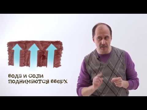 Видео: Мусорное биомоделирование. Растения. Часть 2 - Движение воды по стеблю