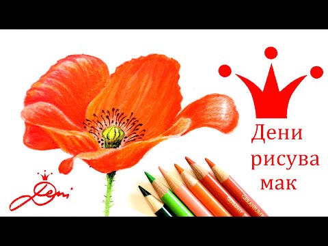 Видео: Дени рисува цвете Мак с цветни моливи 🌹 реалистично и лесно