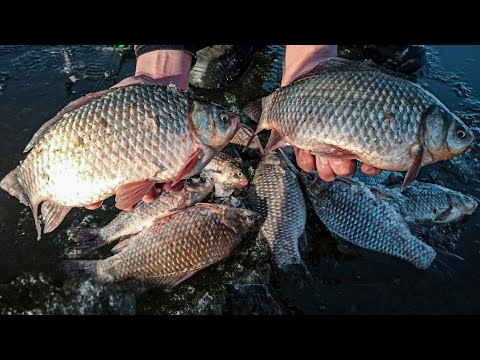 Видео: С такими КАРАСЯМИ нам и САЗАНА не надо, Ловля крупного карася зимой, Зимняя ловля карася