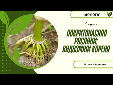 Видео: Урок 27. Видозміни кореня. 7 клас. НУШ