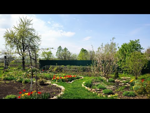 Видео: 05.05.2023. Весна. Цветение. Пронск.