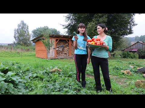 Видео: Собрали урожай помидоров и занялись заготовками