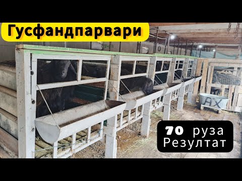 Видео: Гусфандпарвари дар шароити хона