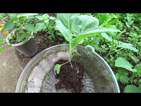 Видео: Садим капусту правильно