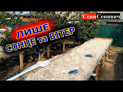 Видео: Сушим гарбузове насіння під відкритим небом в погану погоду, ДОЩ і МРЯКА не ПРОБЛЕМА!