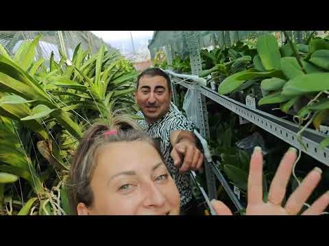 Видео: Тысячи Королевских Орхидей "ВАНДА" в теплице @ОрхоРай/ обзор всех сортов ванда