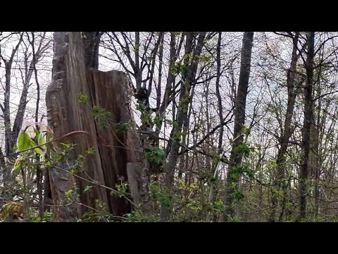 Видео: БӀаьстенан хьун.//Весенний лес.