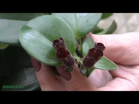 Видео: Колумнея и Эсхинантус (Цветение)