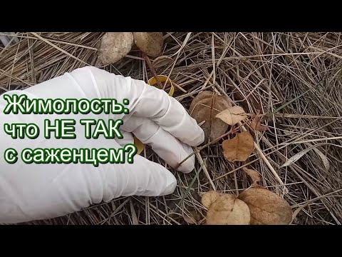 Видео: Жимолость – зачем закалять саженцы перед высадкой