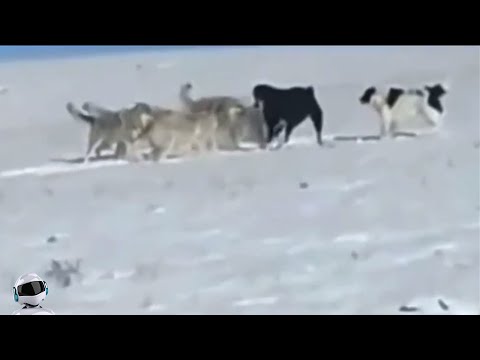 Видео: 2 Волкодава Против 5 Волков / Битвы Животных Снятые на Камеру